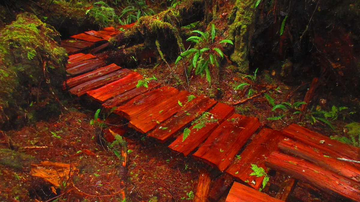 princeof416's tweet photo. @tourism_tofino @CanadianAffair @Surf_Sister @OOutfittersTof @tofino_yoga Perfect day to return to hike the #BigTreeTrail on #MearesIsland - our majestic temperate rainforest is a spectacular global treasure! #ExploreBC #Tofino #Tlaoquiaht #Nuučaan̓uł #Ahousaht @ExploreCanada @HelloBC https://t.co/7cxZCsSBlu