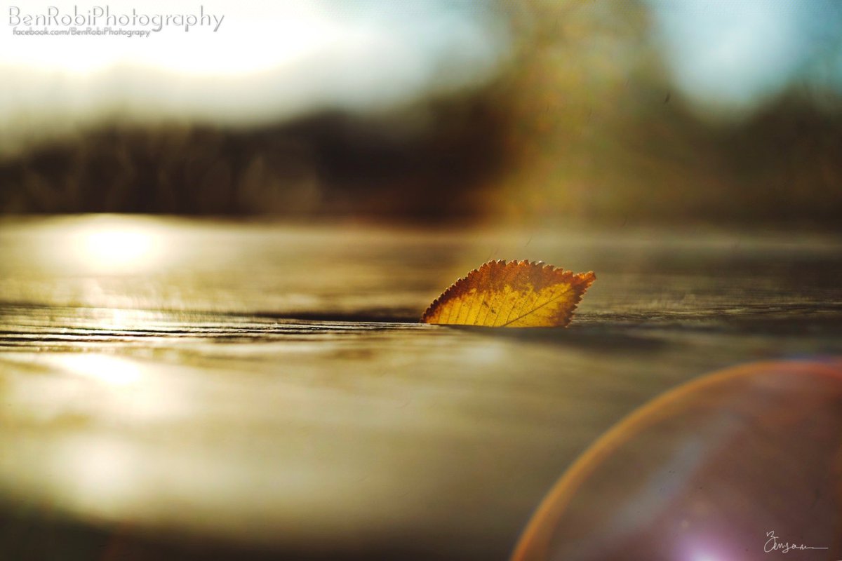 BRobiPhoto's tweet photo. Maybe you simply see a little leaf ... I see << fall.glow >> playing with the “old” Helios lens 
#sony #photography #sonyalpha #upstateexposuresmag #lightstalking @LightStalking #helios #helios44_2 @walltones #walltones @UpstateExposure @Sony #greenvillescphotographer #bealpha https://t.co/wriLwpeqdu