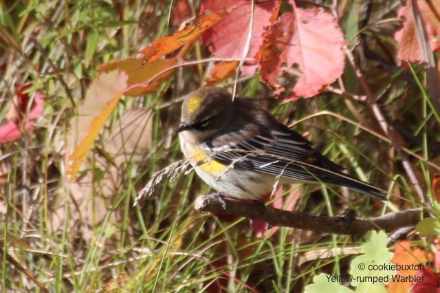 cookiebuxton's tweet photo. Catching up on some cookiebuxton posts - fall images and write-up on the yellow-rumped warbler, taken at Birds Hill Provincial Park, Manitoba https://t.co/CL7zLGhJlX https://t.co/DbxJwJrwZA