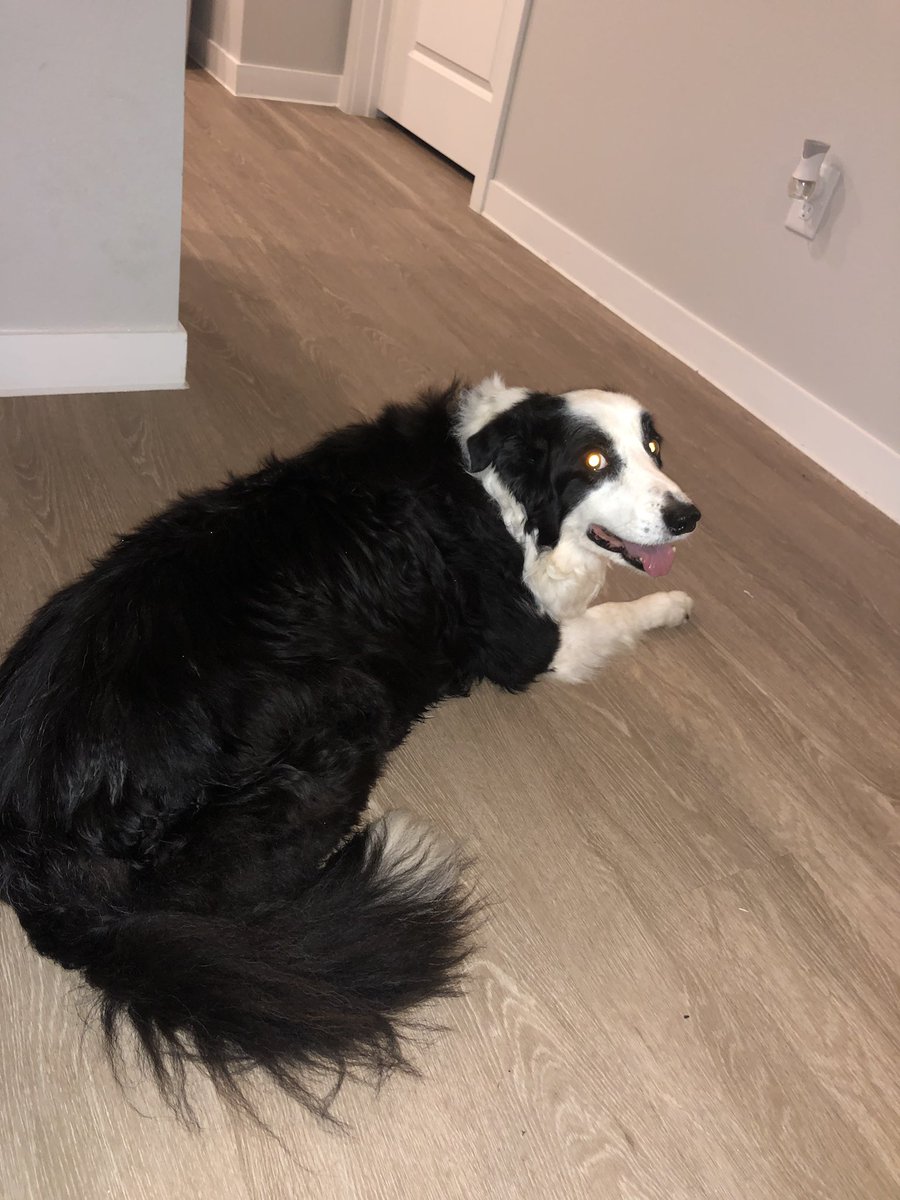 shelbycherry06's tweet photo. STOP scrolling. I found this dog under my car at the square in oxford today!! It was flooding, and she’s rlly old so I took her home with me... she definitely has a home. Help me find it!! PLS Rt!! DM me if anyone has any info about her owners!! https://t.co/uxUR56rCbX