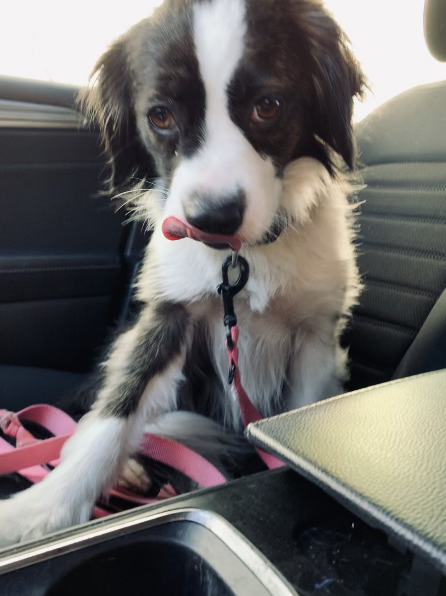 tabithamarcelle's tweet photo. Her tongue is always out https://t.co/oUWyTdMLe3