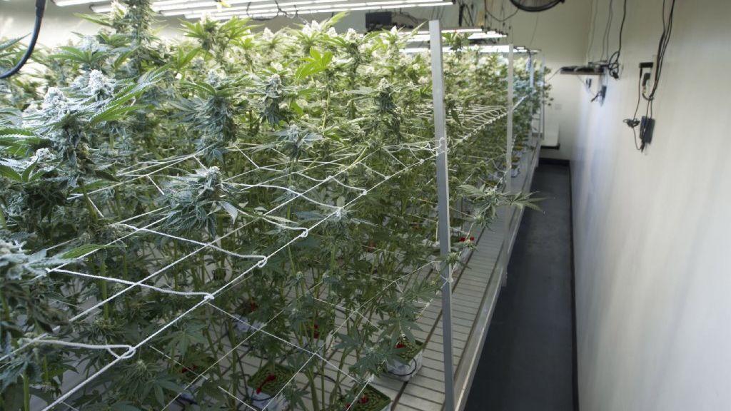 zesty_padres's tweet photo. Black market a growing threat to legal California marijuana industry https://t.co/HwZMAKcxYA https://t.co/UxUascuHB2
