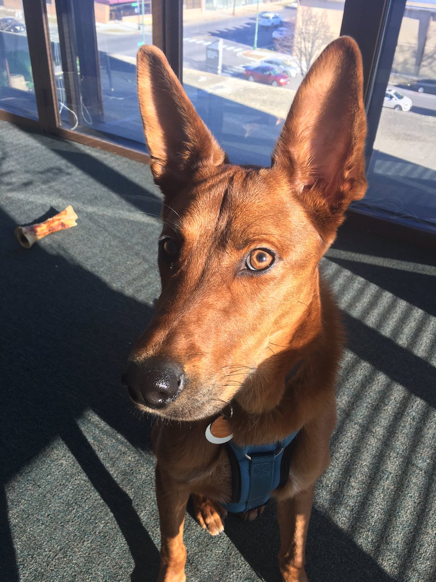 Chicago Psych Therapy Group Inc در توییتر We Adopted Bruno From The Anti Cruelty Society On Lasalle He S A Mix Of Pharaoh Hound German Shepard Bruno Loves To Cuddle Sleep On The