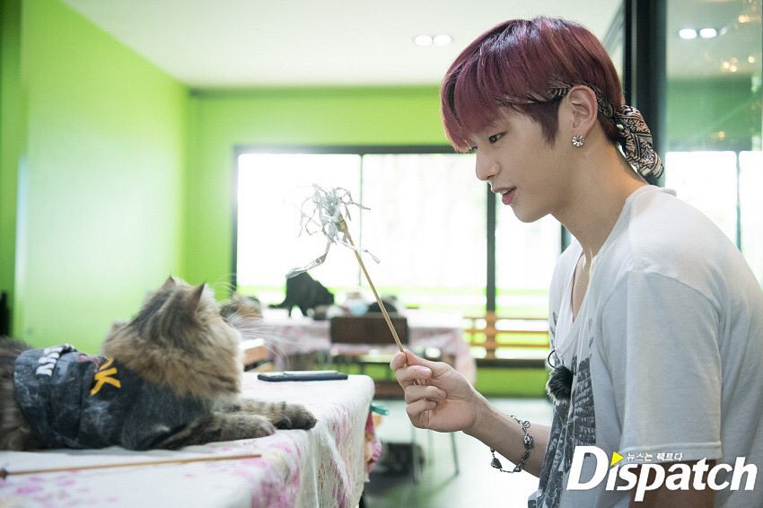 DanielPeachy's tweet photo. แง แมวเล่นกับแมวว https://t.co/fIUKBLpQ51