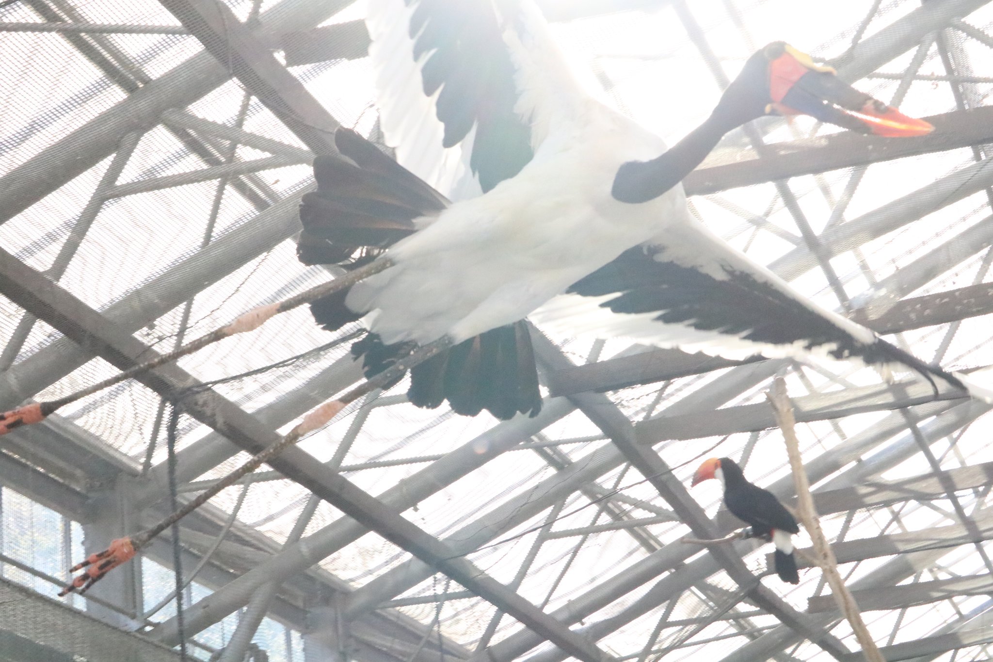 髙柳幸央 掛川花鳥園 クラハシコウ モロ ふたばちゃんばかりズルい もっと私にも注目してー T Co Ow8mxfd6ym Twitter