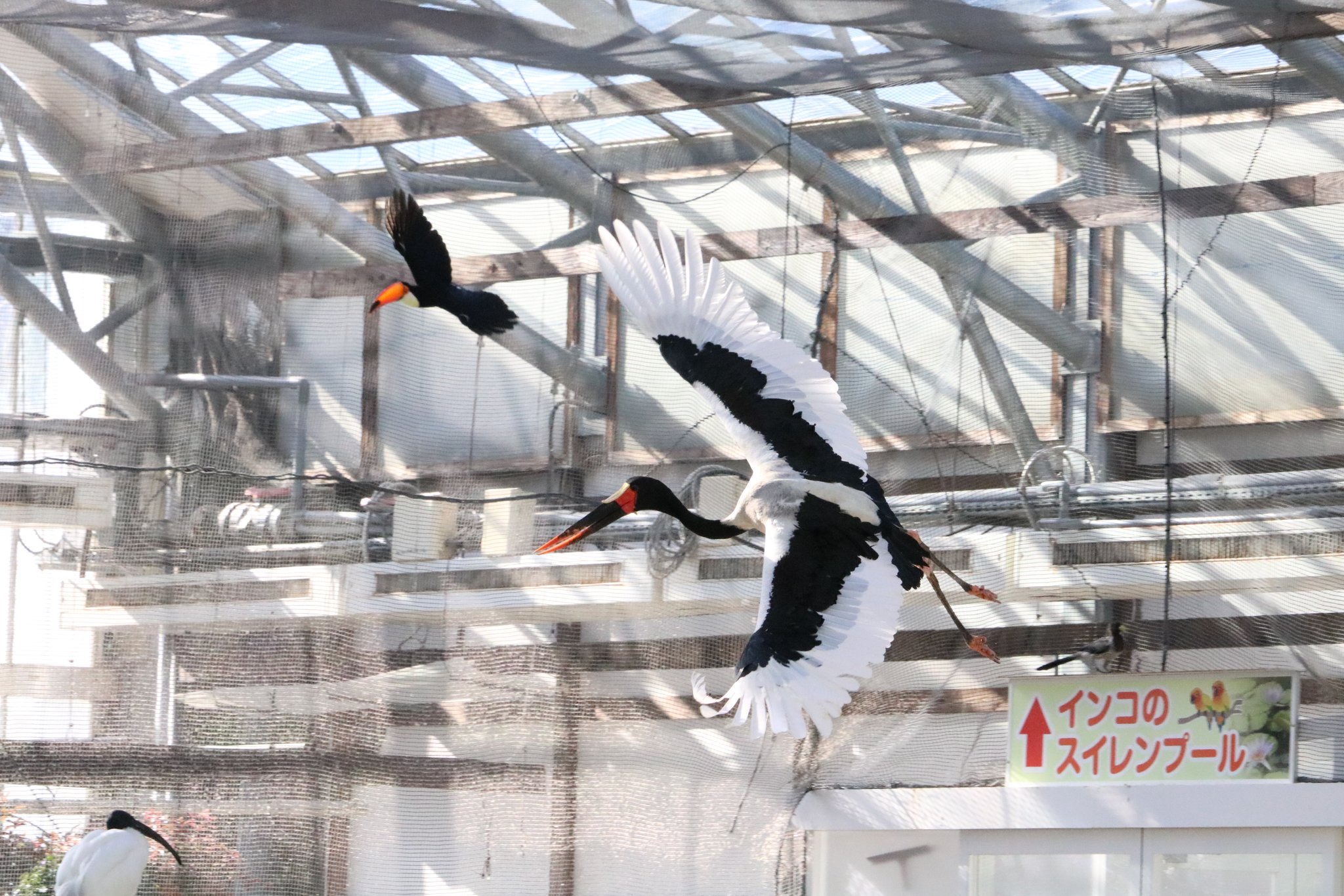 髙柳幸央 掛川花鳥園 クラハシコウ モロ ふたばちゃんばかりズルい もっと私にも注目してー T Co Ow8mxfd6ym Twitter