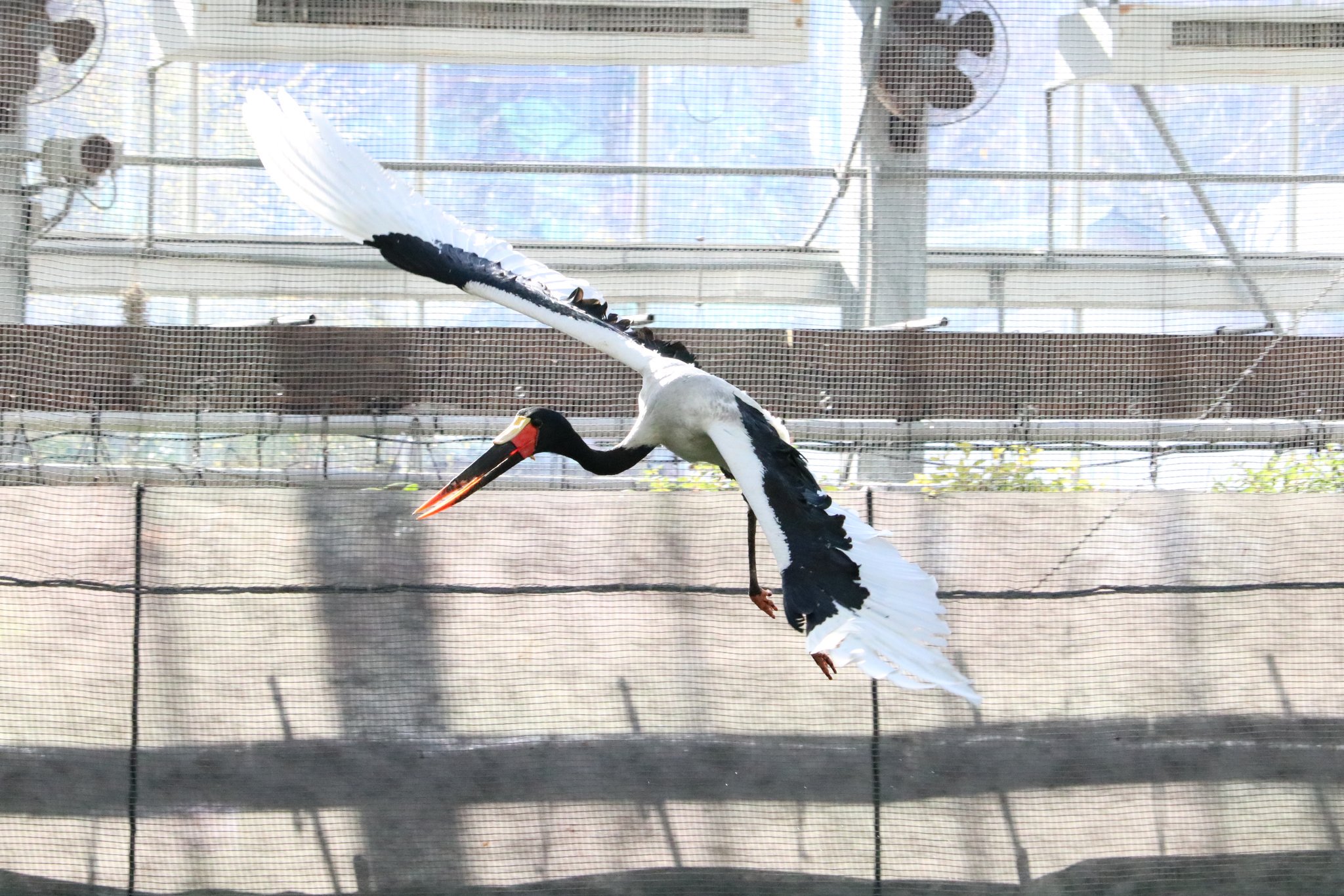 髙柳幸央 掛川花鳥園 クラハシコウ モロ ふたばちゃんばかりズルい もっと私にも注目してー T Co Ow8mxfd6ym Twitter
