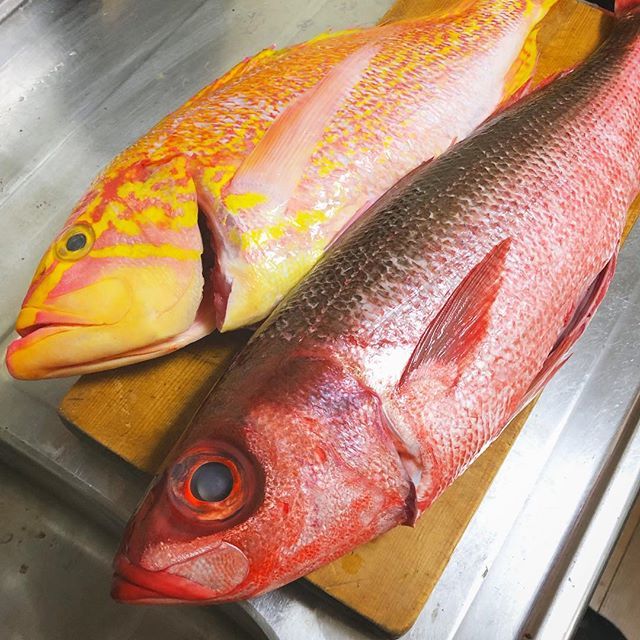 Huru على تويتر 年末年始用の巨大魚ゲット ハチビキ Aka 赤サバ と 赤イサキ まぁ所謂シャア専用ってことで 味の方もニュータイプに違いない しかし 年末年始って魚高いですねー 魚 刺身 ハチビキ 赤サバ 赤イサキ T Co Rrbngwee9y T Co