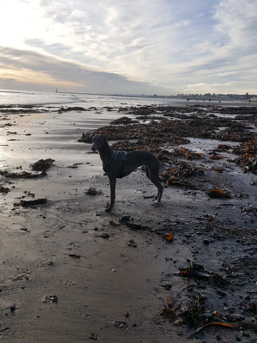 pilot_light_'s tweet image. 