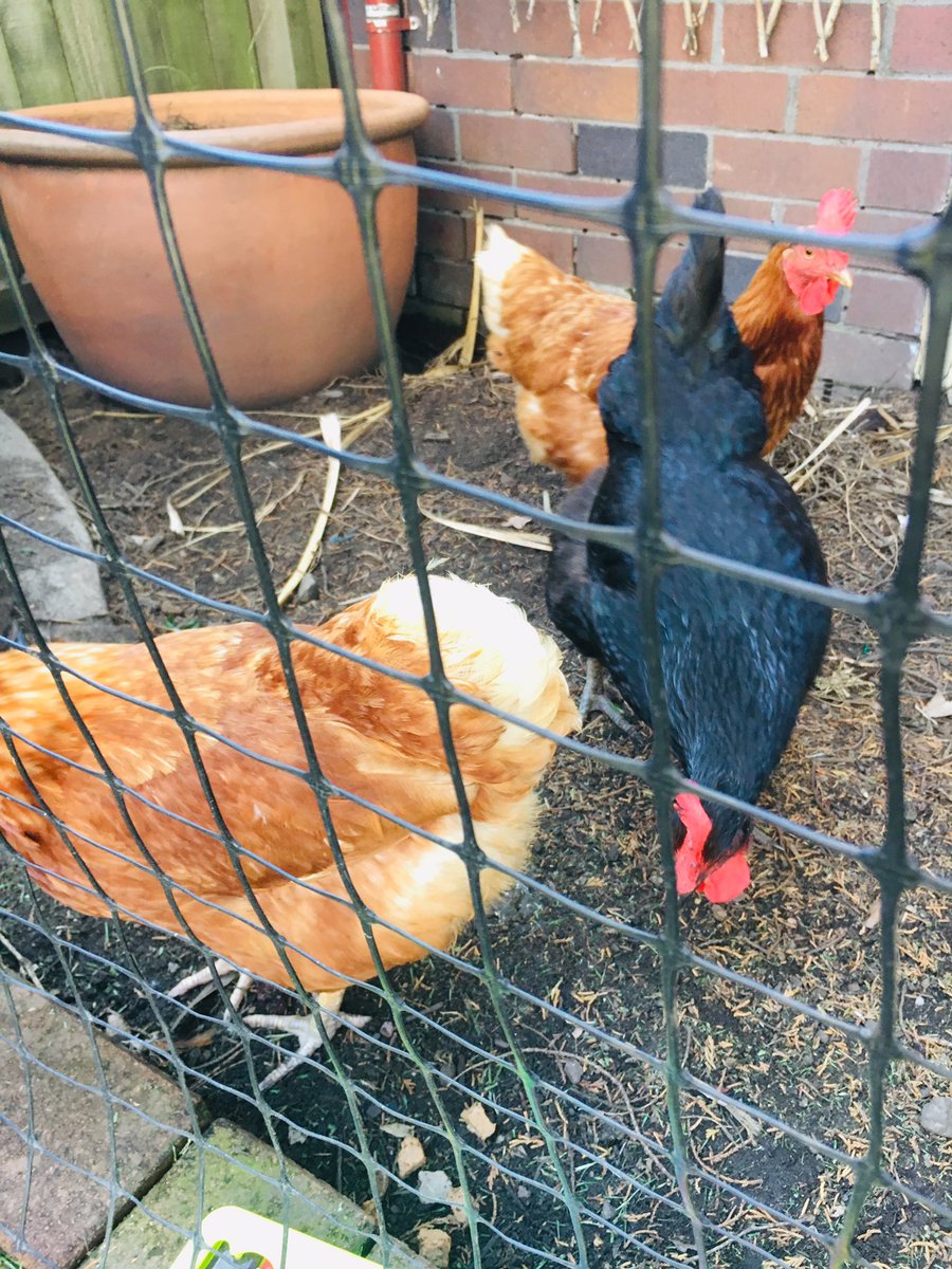 Debra Killalea tweet media