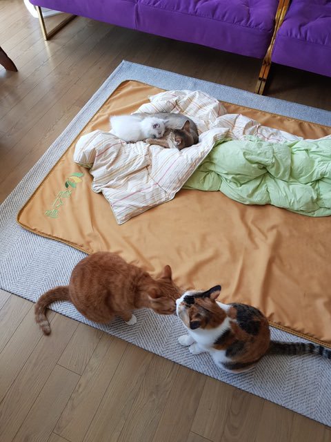 I miss the Kang sisters:c