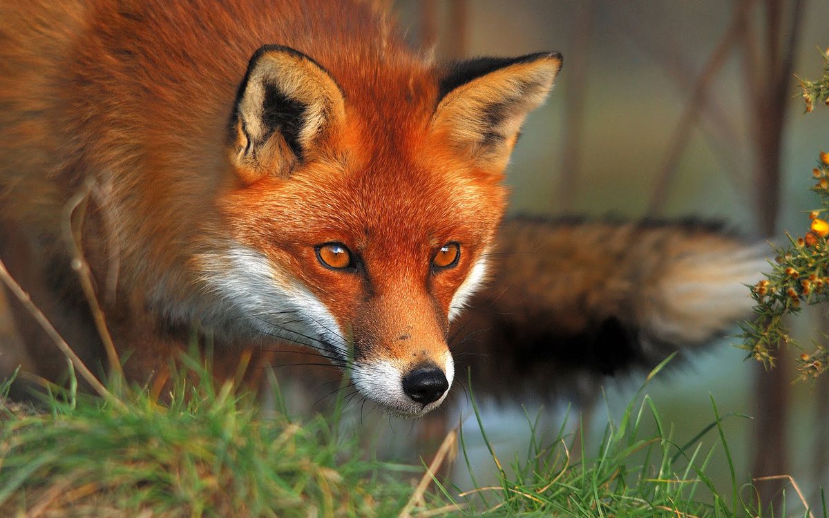 authorJaneKing's tweet photo. Why Foxes Are Known For Being Smart And Tricky

Foxes are featured in many stories and books as tricksters. 
Read more here: https://t.co/Lc9puDVq8z 

--
Order "A FOX IN THE FAMILY" today!
https://t.co/LWr2sWKKtA 

#ComfortInSorrow
#ToplinkPublishing https://t.co/2QvpLdLLZW