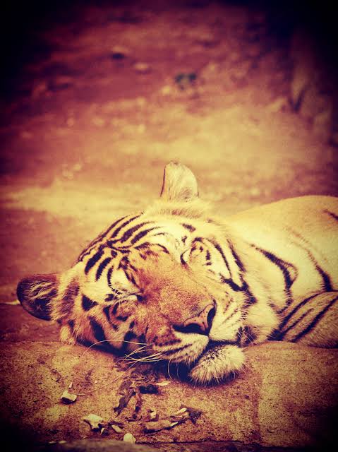 Rodmgabriel's tweet photo. Hasta un tigre tiene que dormir... Buenas noches!! https://t.co/2T5BJUKMxw