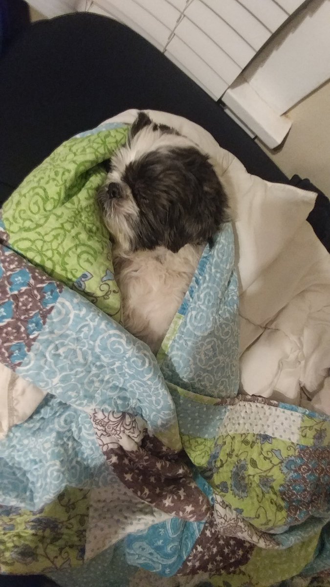 3pointmom's tweet photo. Hendrix is my #1bedtime priority! If my kids can play #fortenight they can fend for themselves! My dog loves unconditionally! #ShihTzu #spoiledrotten #mommasboy https://t.co/PqdQcp3ihA