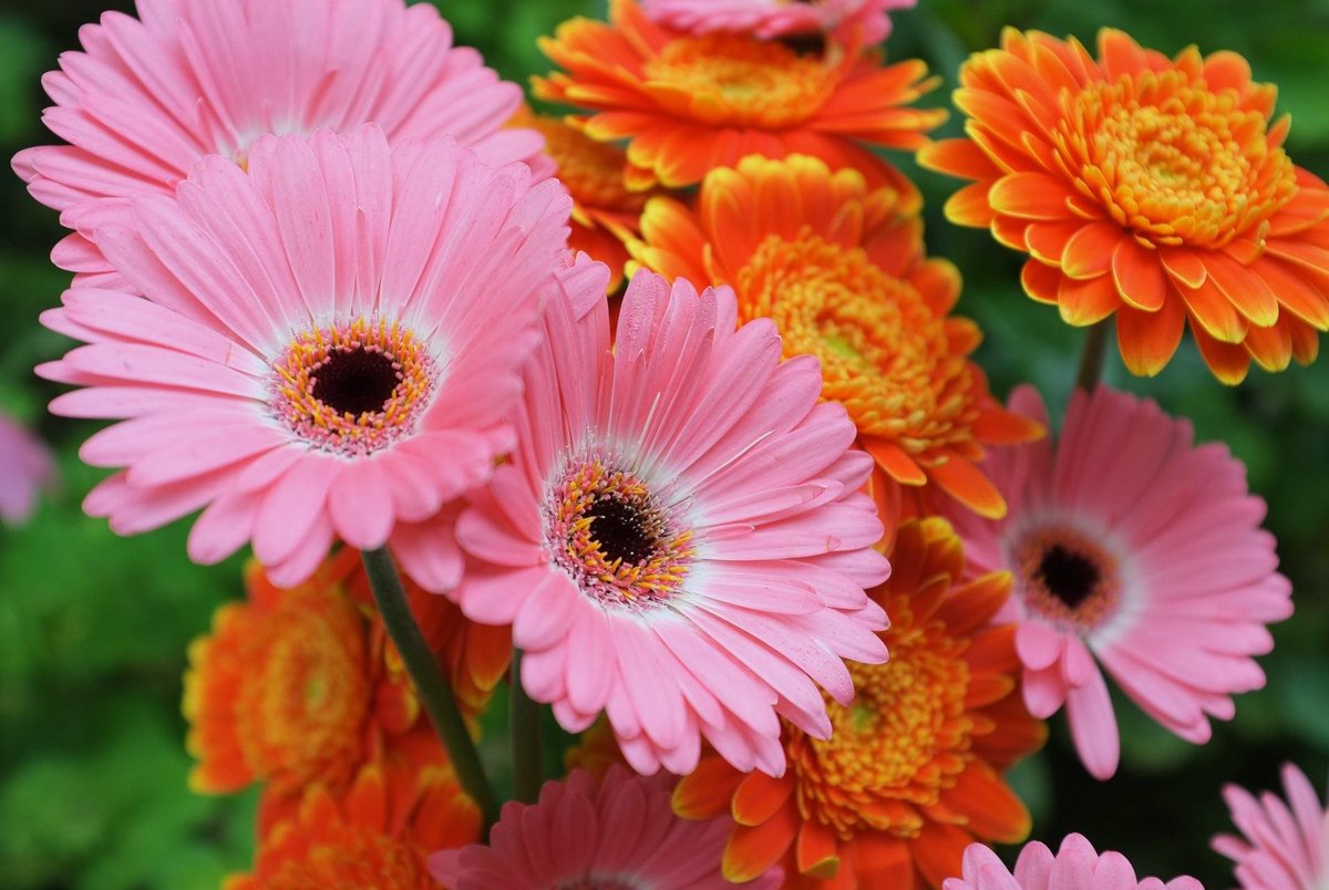 BurbankFlower's tweet photo. #FloralFacts #gerberadaisies 🌼

If you face difficulty in sleeping then just put some gerbera #daisies near your bed and see the magic.

#BurbankFlowerDelivery #FlowerDeliveryBurbank #flowermagic #flowerlove #forflowerlovers #flower #hollywood #beverlyhills #LosAngeles https://t.co/NoXfHYuTKm