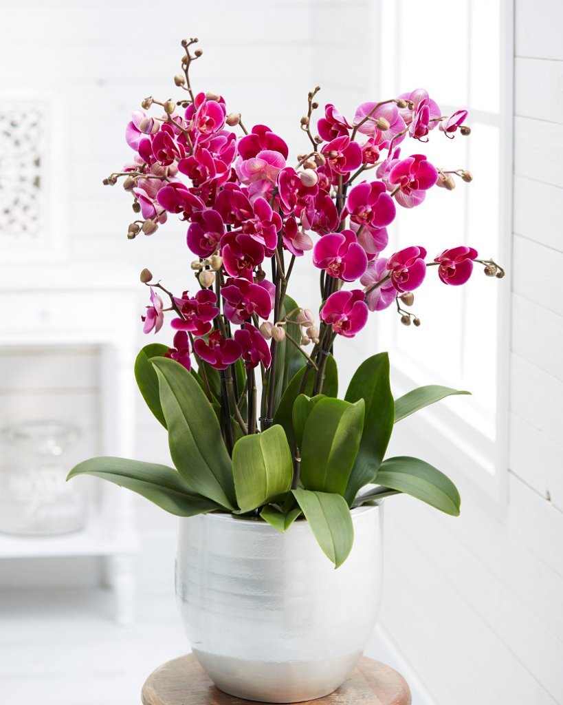 GreenBubble_com's tweet photo. Je hebt nog tot 14.00 uur om je orchidee te bestellen, in dat geval heb je 'm morgen al in huis 🏡

https://t.co/vkBkIJ5gvD https://t.co/4lDYUSCTRS