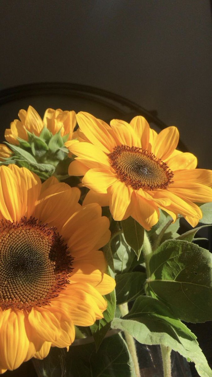 SUNSHINE ☀️| ✨ tweet media