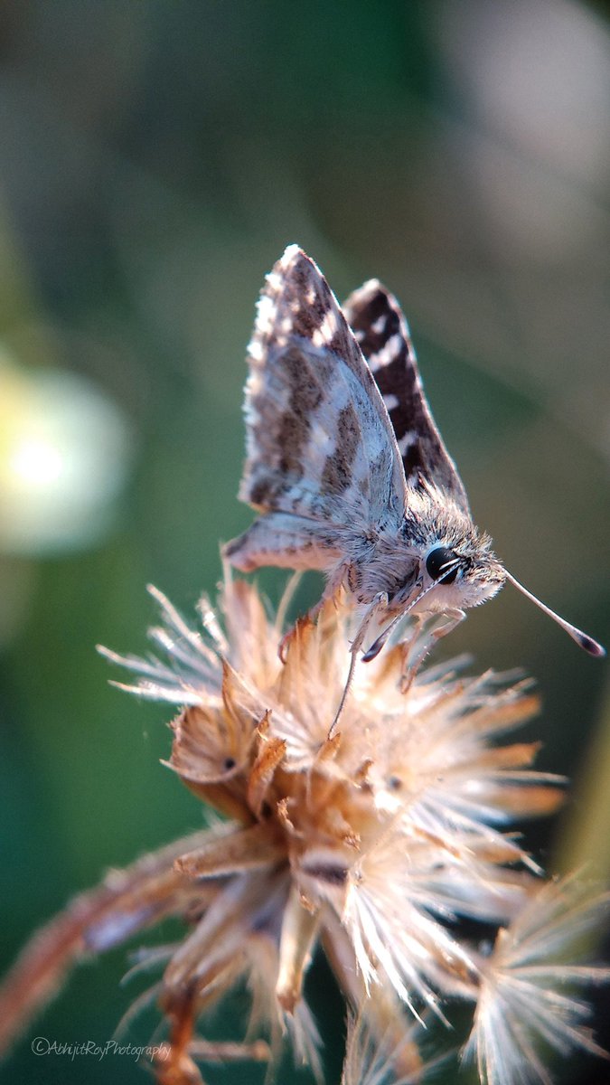 aroycrony's tweet photo. The dingy skipper (Erynnis tages) is a butterfly of the family Hesperiidae.
#MobilePhotography #seek2click #MiA1 #indoprosumer @XiaomiIndia @apexelindia @seek2click https://t.co/rEUYLf8Ekf