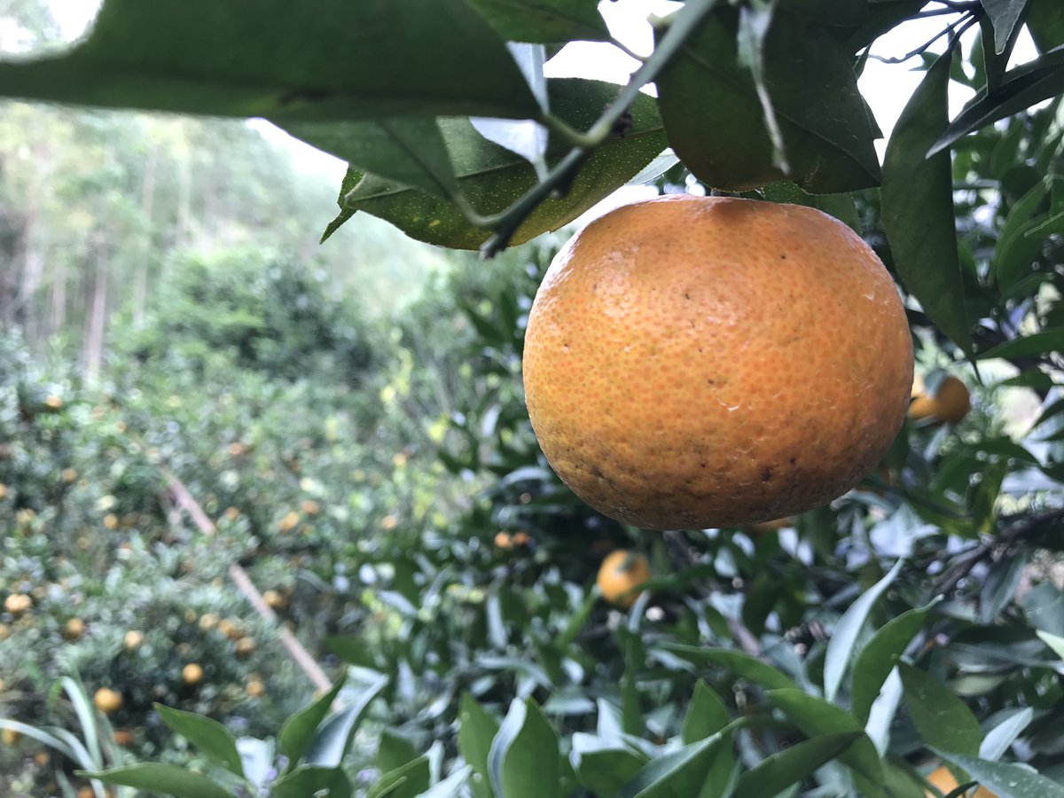 singlefish1's tweet image. 天然美景