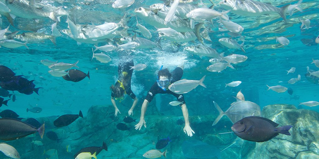 SeaWorldParksBR's tweet photo. Para você que procura viver alguns dias em um paraíso tropical, o Discovery Cove é uma opção excepcional. 🐬 Nade com golfinhos, mergulhe com milhares de peixes e arraias tropicais e relaxe em praias encantadoras! 🐠 https://t.co/opi51iENyY