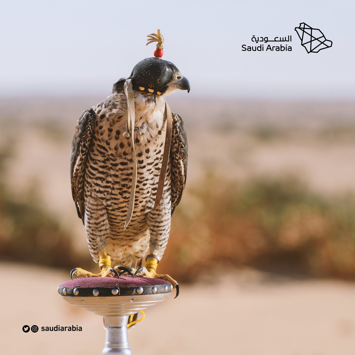 Saudi Arabia On Twitter The Falcon Has Always Been The Symbol Of Saudiarabia With Falconry Holding A Strong Place In Saudi Tradition And Culture The Majestic Bird Of Prey Represents Victory And