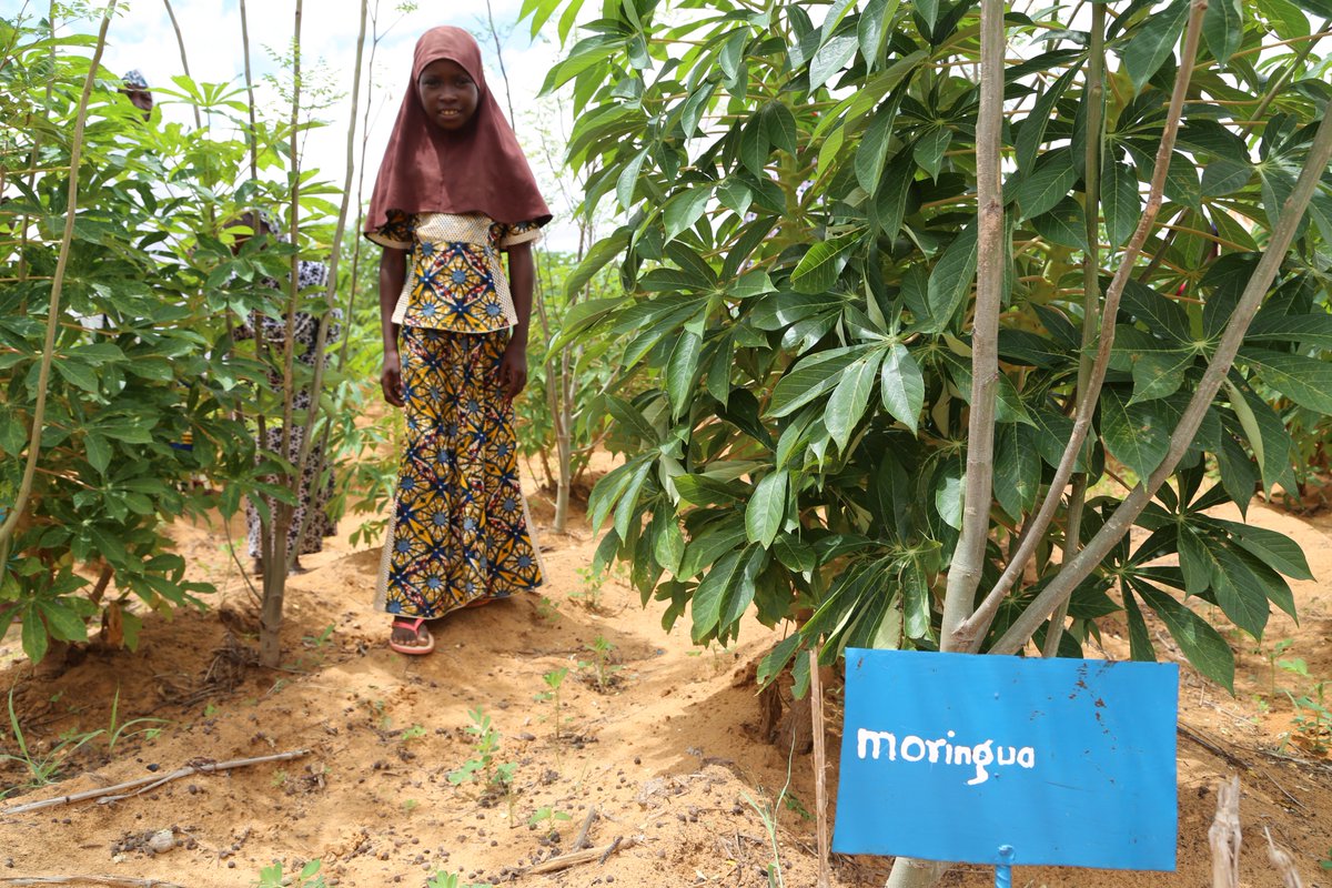 Adolescent pregnancy increases the chances of passing malnutrition on to the next generation. In 🇳🇪where early marriage is common, <a href="/WFP/">World Food Programme</a> targeted girls w/ an education &amp; #nutrition programme &amp; saw an improvement in nutrition knowledge, diets &amp; school grades bit.ly/2BMRm0P