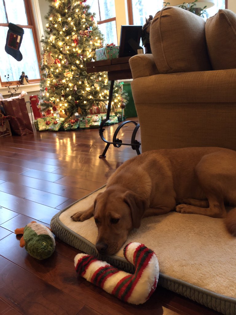 mbooth20's tweet photo. @Lushlabs Christmas was great.  Lots of family, but I am tired now.😴 https://t.co/evDk68Zee2