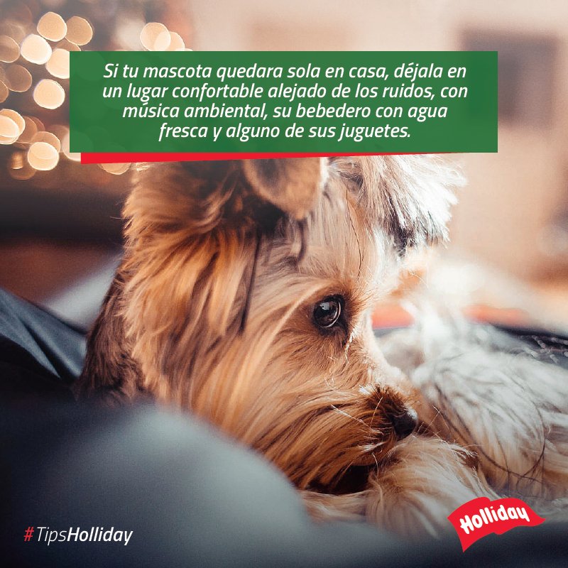LabHolliday's tweet photo. ¡Te compartimos este consejo para cuidar a nuestras mascotas durante las fiestas!

#MascotasFelices #FiestasFelices #Navidad #AñoNuevo #LabHolliday https://t.co/hwcRL5009F
