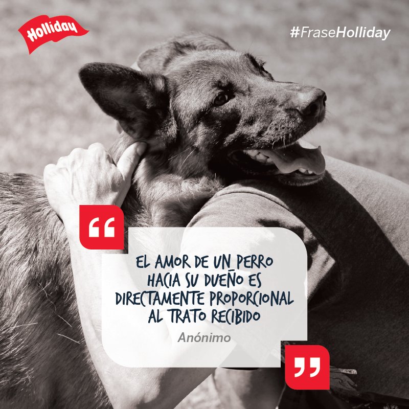 LabHolliday's tweet photo. #Mascotas #Perros #Amor #Amistad #ElMejorAmigodelHombre #LabHolliday https://t.co/AdcdwlyCZC