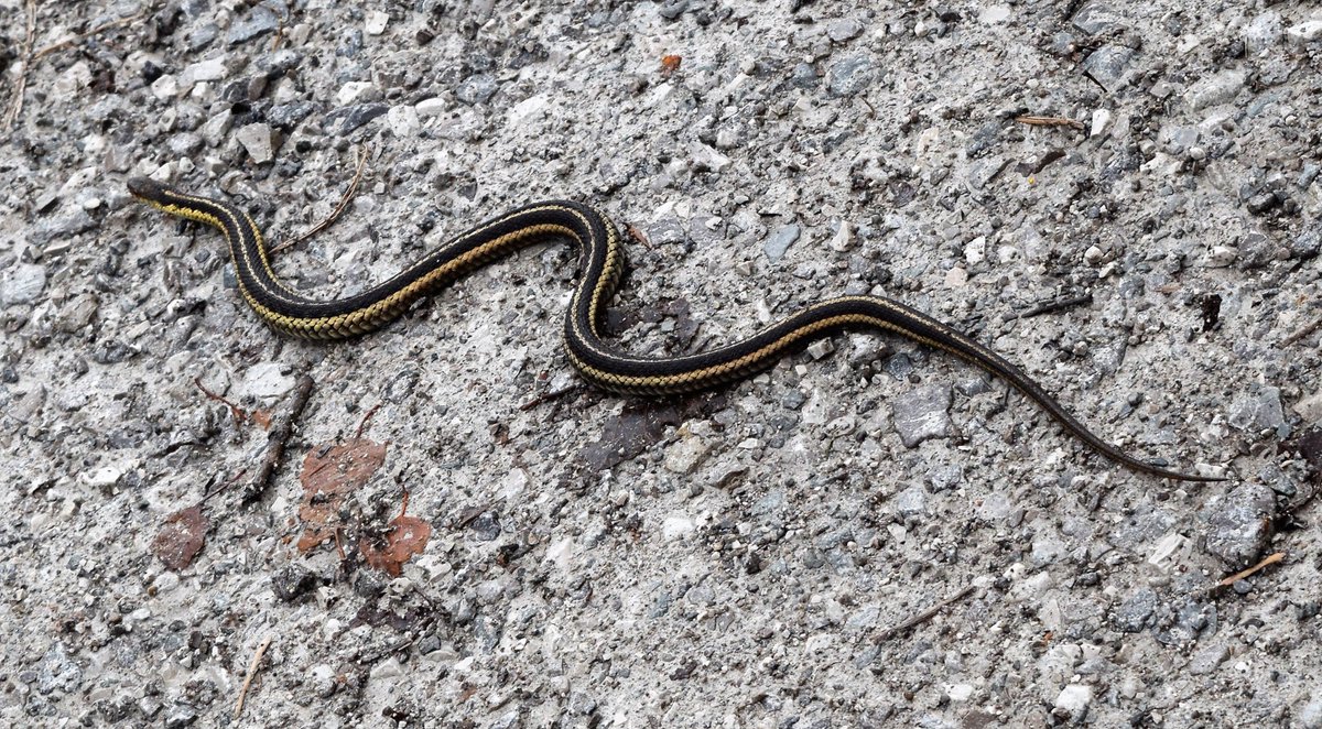 #TheSpitCloseUp Challenge Answer: Eastern Garter Snake!🐍
#Toronto's native #snakes spend the winter underground in hibernacula. There could be hundreds together in one hibernaculum! It's great fun to see them emerge from the ground in the spring!  #TTPfauna #nature #reptiles