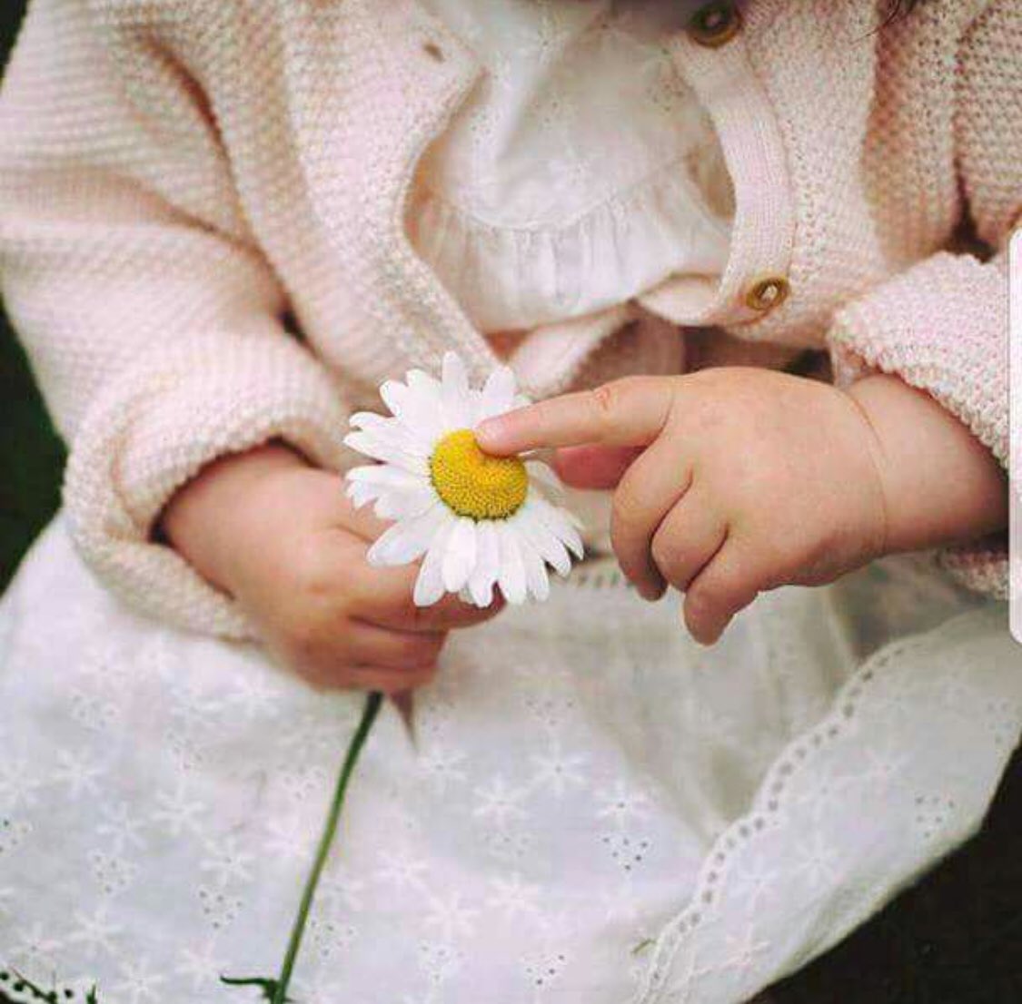Слушать девочка милашка а в руках. Ребенок с цветком в руках. Цветочек в руках малыша. Цветок в детской руке. Ромашка для детей.