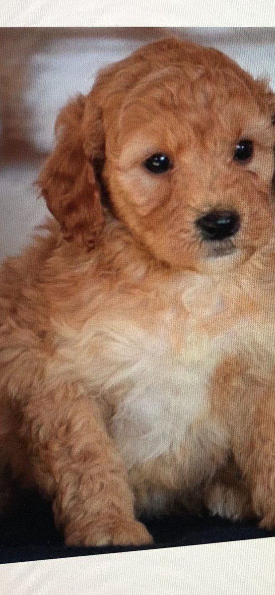 Perry Noble tweet media