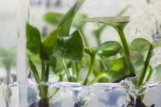 IndustrialEnvir's tweet photo. New #houseplant can #clean your #home's air.
#We like to keep the air in our homes as clean as possible, and sometimes we use HEPA air filters to keep offending allergens and dust particles at bay. https://t.co/d4yIOtU912
