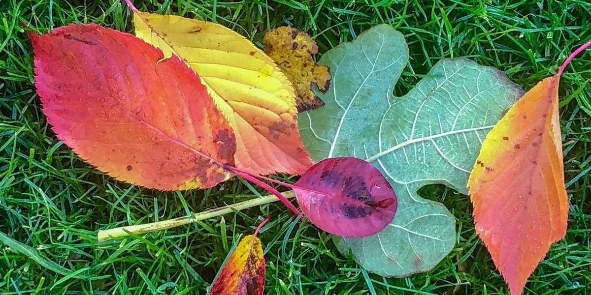 honky_tonk's tweet image. Each individuality props the timbre of The Cosmos Orchestra.

各個性が、宇宙交響楽団の音色を支えています。
#individuality #個性 #Orchestra #オーケストラ
RP @maxbhill