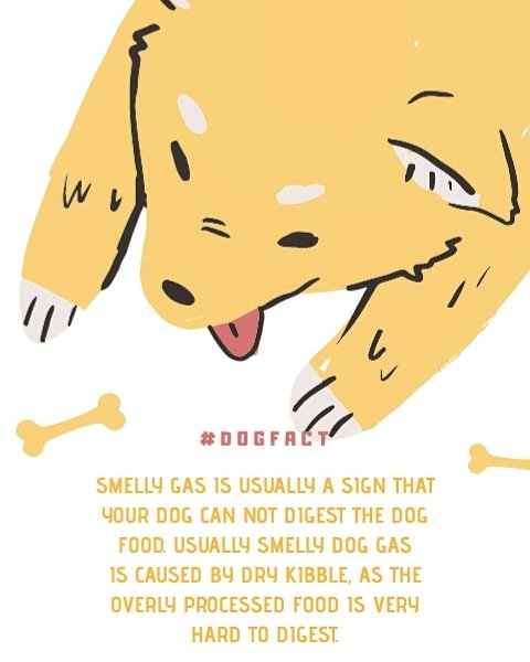DobbytheChef's tweet photo. 🐕💨
#dogfact #dobbythechef #nagpur https://t.co/CqlX5EJE1u