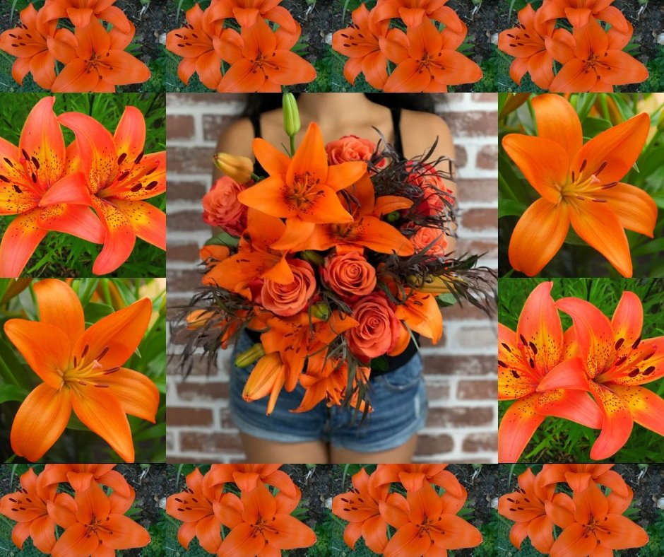 😍“Keep your Fire” Lily Flower 😍
For more info visit: - bit.ly/2IXWrF5
#Flower #Florist #Beautiful #Birthday #Tarzana #Wishes #Flowerdeliverytarzana #Floral #Bouquets #Delivery #USA #Anniversary #nature #photography