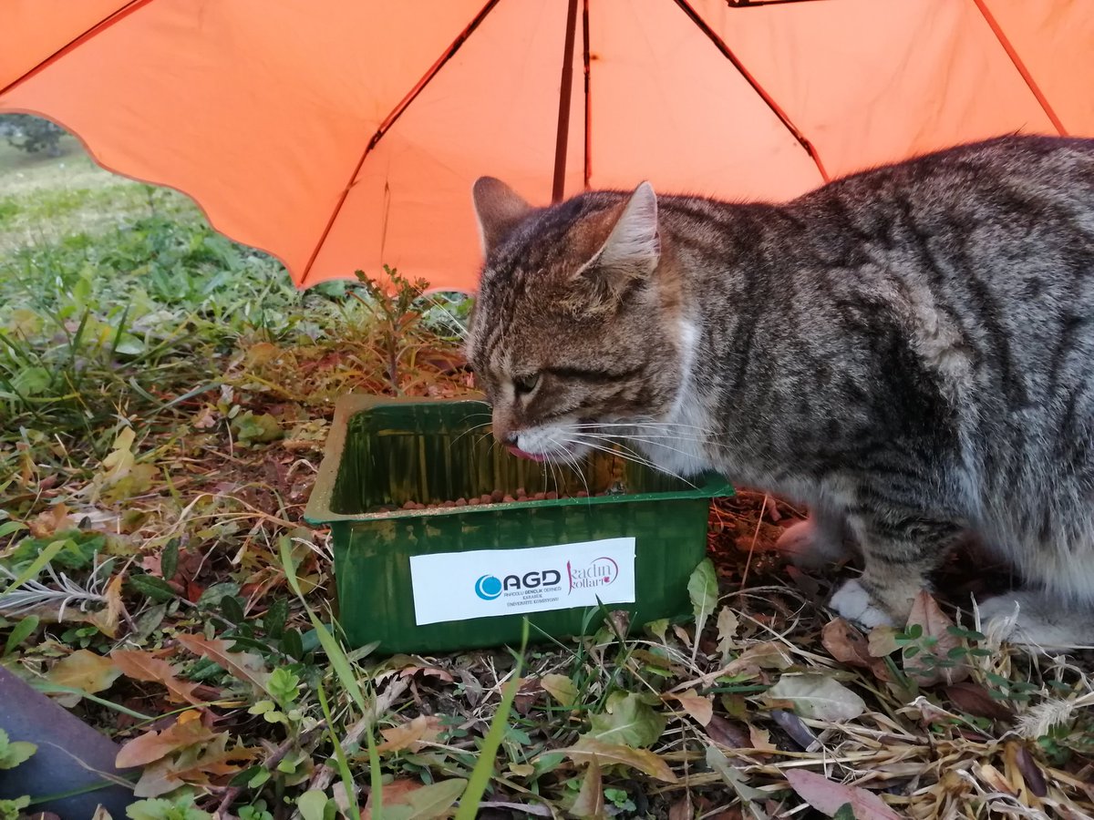 #hayvandostukampüsçe