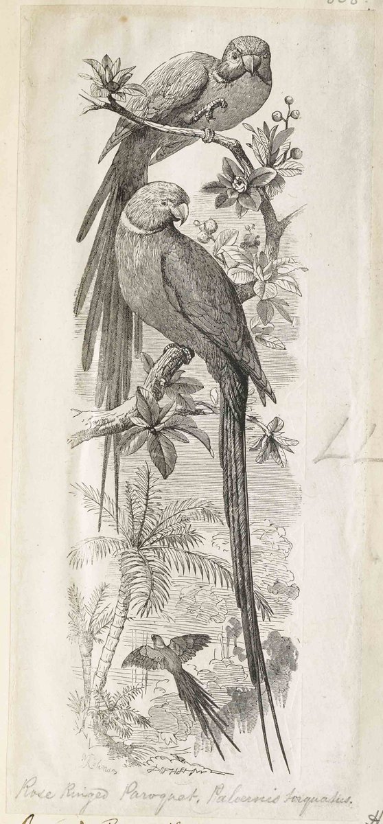 dalzielproject's tweet photo. Happy Fourth Day of Christmas! My favourite calling birds are the rose-ringed parakeets in London parks 🎼🎤 I also couldn't resist these carol singers - look at the cat and dog in the background! 
All prints from @britishmusuem Dalziel Archive: https://t.co/dcZMiSgHFo https://t.co/gtRc9zpg1M