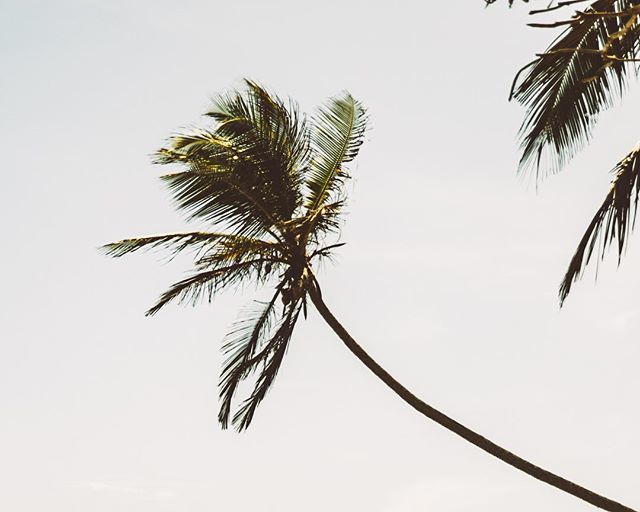 RT @thespindrifters: Palm perfect Weligama 🌴
•
#thespindrifthostel #justdrifting #weligama  #travelgram #srilankatrip #srilankadaily #amazingsl #exploresrilanka #igtravel #srilanka #hostel  #starttheadventure #backpackerstory #exploresrilanka #visits…