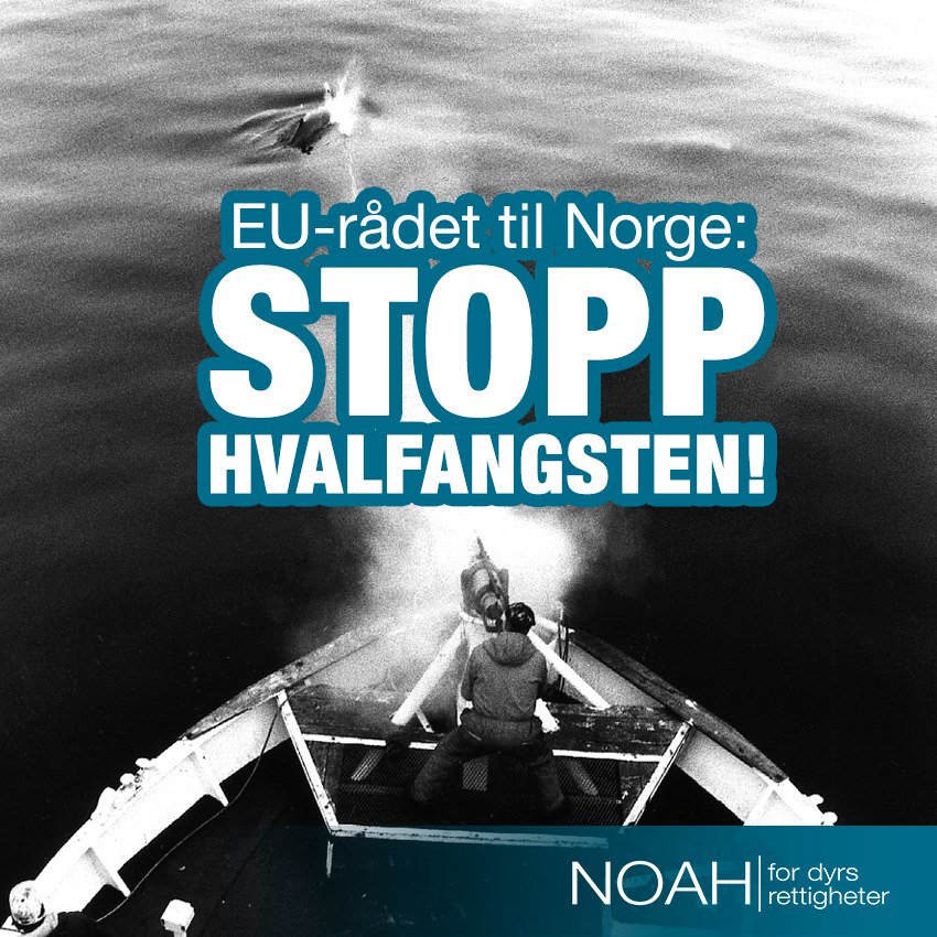 NOAH jobber mot hvalfangst, og nå har Norge igjen blitt kritisert for å drive kommersiell hvalfangst. EU-rådet bekreftet sin støtte til å opprettholde Den internasjonale hvalfangstkommisjonens moratorium, og oppfordrer Norge til å slutte å utstede kvoter for fangst av hval!