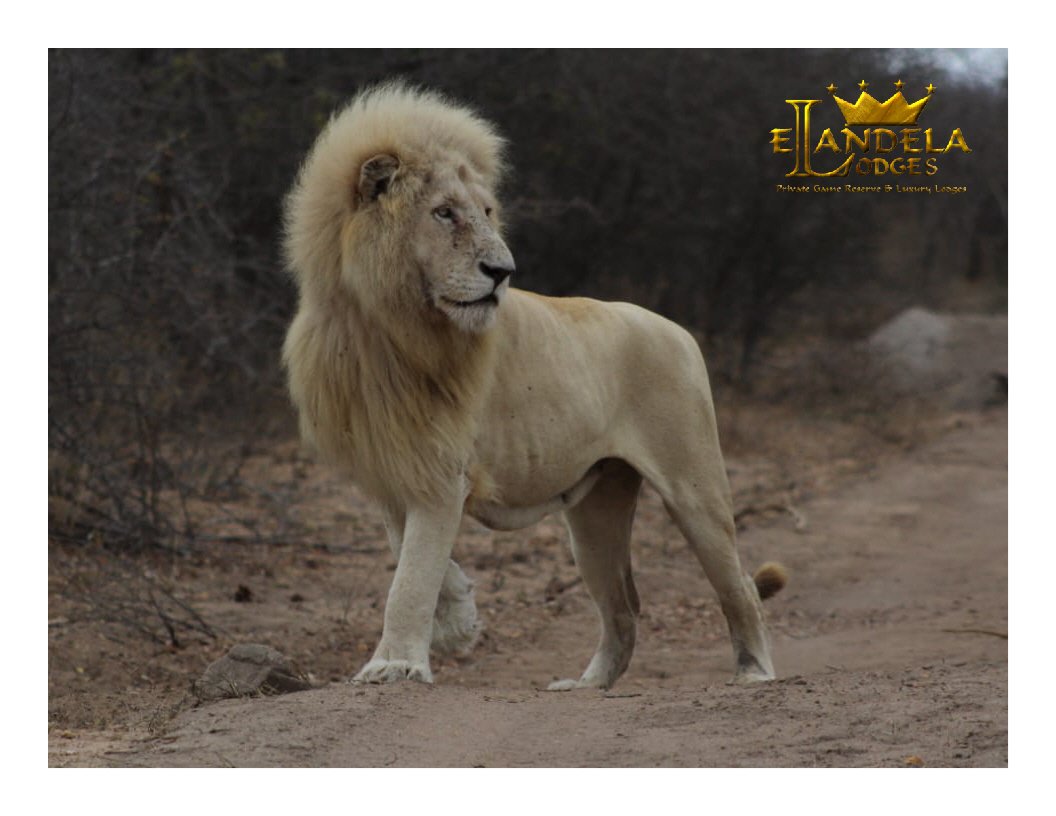 By sharing the spectacular regal beauty of an Elandela White Lion, the Elandela Team once again want to remind you all of the importance of having the awareness of protecting our wildlife on you New Year's resolution list...