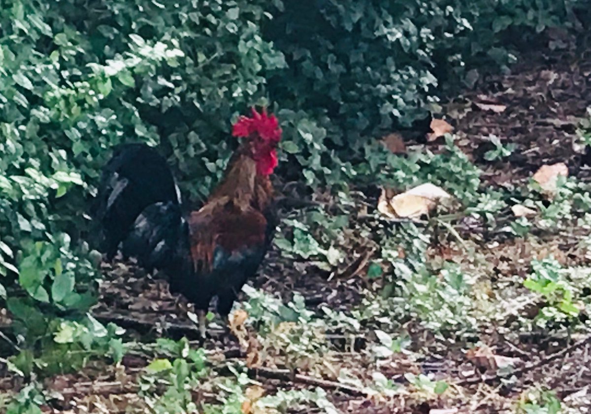 BrittanyWallman's tweet photo. Good morning! #randomrooster https://t.co/EghjYJk1Rt