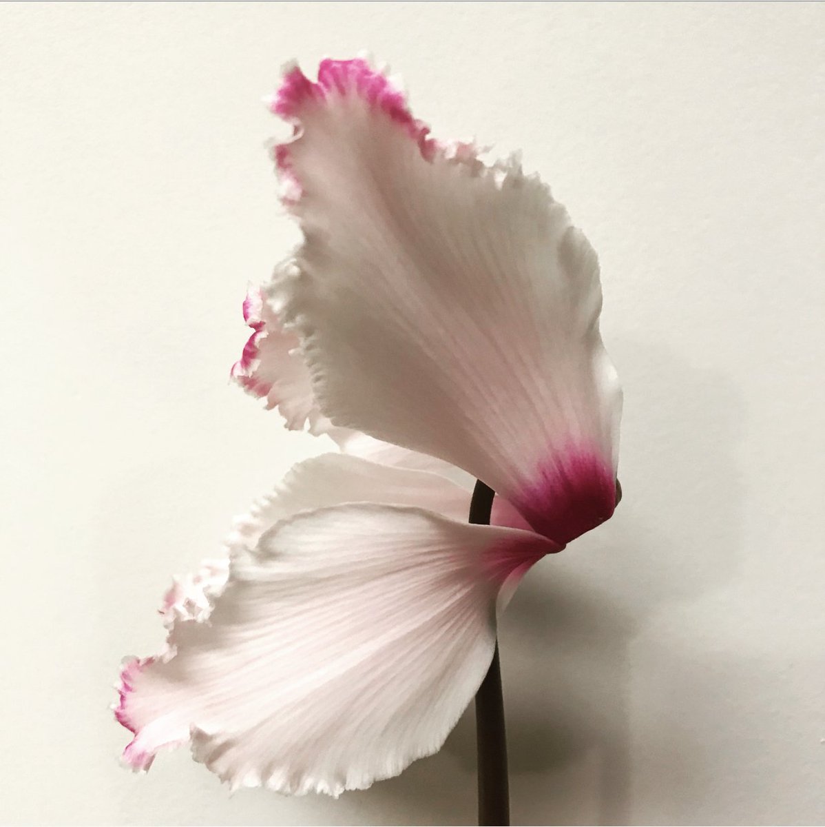 floratimelapse's tweet photo. The best is yet to come in the New Year!! Subscribe to my YouTube channel Floratimelapse to see all my new time lapses as soon as I post them! #timelapse #timelapsephotography #orchid #orchidtimelapse #flower #flowertimelapse #nature #satisfying #soothing #relaxing https://t.co/mEEAN2Dex0
