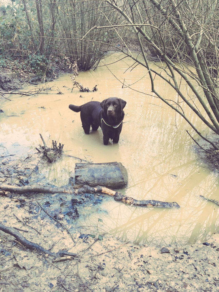 Spudthelabrador's tweet photo. Had a swamp off with mum. Stood in here for 15 minutes...so many people walked past to stop and watch #swamp #labrador https://t.co/CP2XXmBSMR