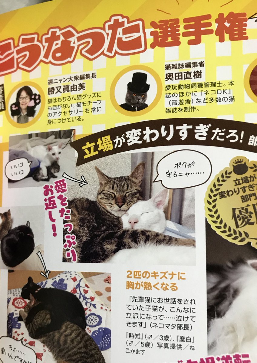 nekokamasu's tweet photo. 昨日か今日発売の双葉社の猫ムック・週ニャン大衆の「どうしてこうなった選手権」に麿白先生と時雉が載ってます。
謎の袋とじページ、猫のおやつを実際に食べ比べ、大型猫科にちゅ〜るあげたり等、週刊誌風との事ですが90年代末期のGON!とかを思い出しました。
猫やそういうネタがお好きな方はぜひ。 https://t.co/emIjFStRn5