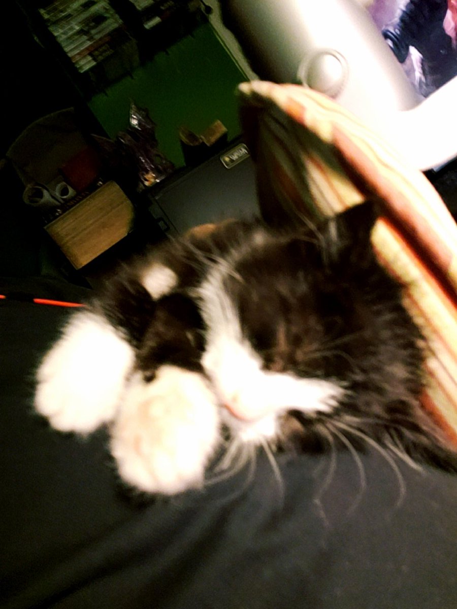 JimmyJackson_Jr's tweet photo. Thanks to all @PetSmart and @gofundme for all the support and love through Lilly Stardust's story and journey. https://t.co/OFbna0N8z1