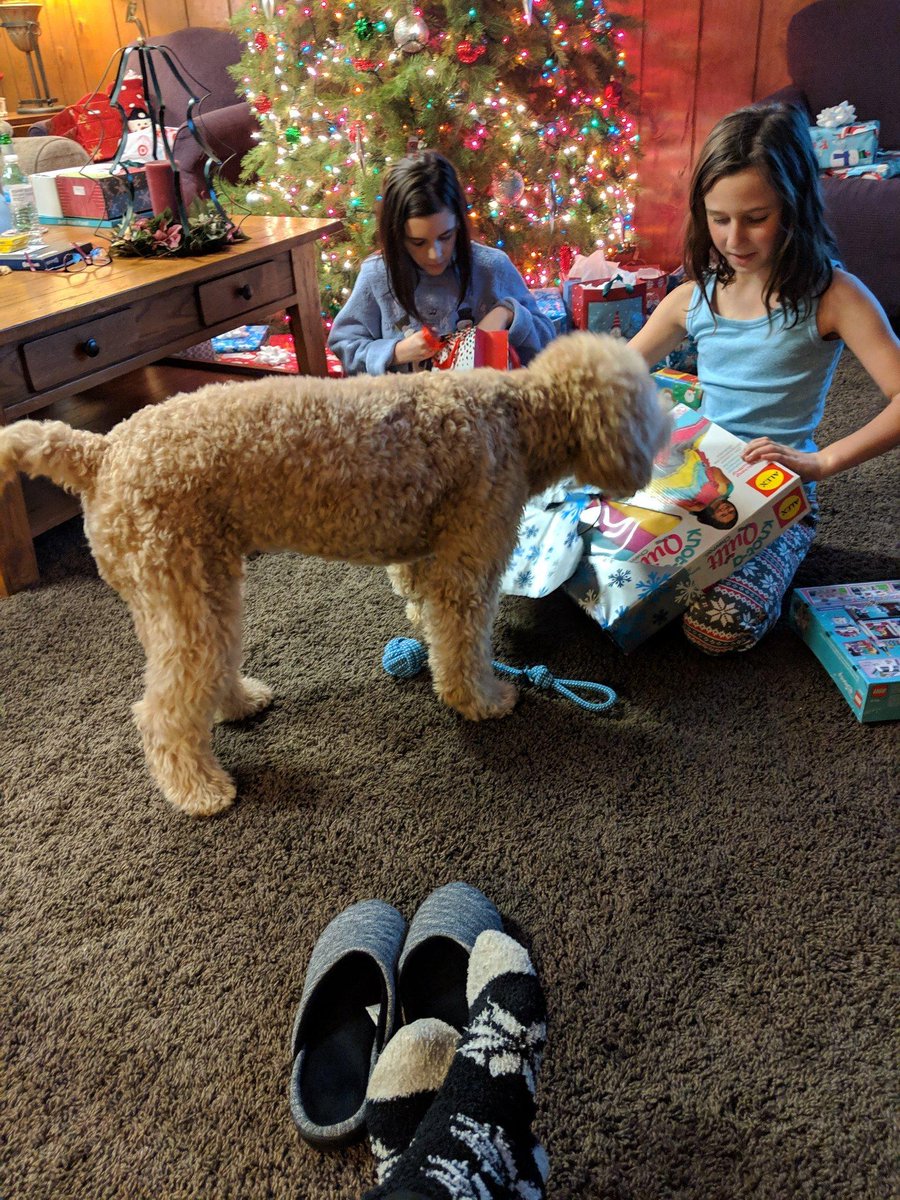 SolobayTim's tweet image. BiBi and the girls checking out Santa's Goodies