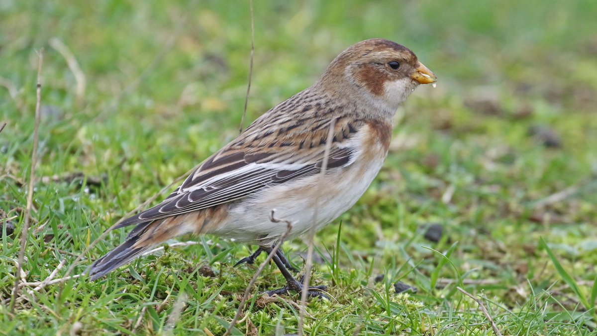 nikols_steve's tweet image. 2 of 2: Confiding female Snow Bunting on the dam wall at @RutlandWaterNR today (28/12) with @NuneatonBirder and @CentralBirder. @Rutlandbirds #LROS
