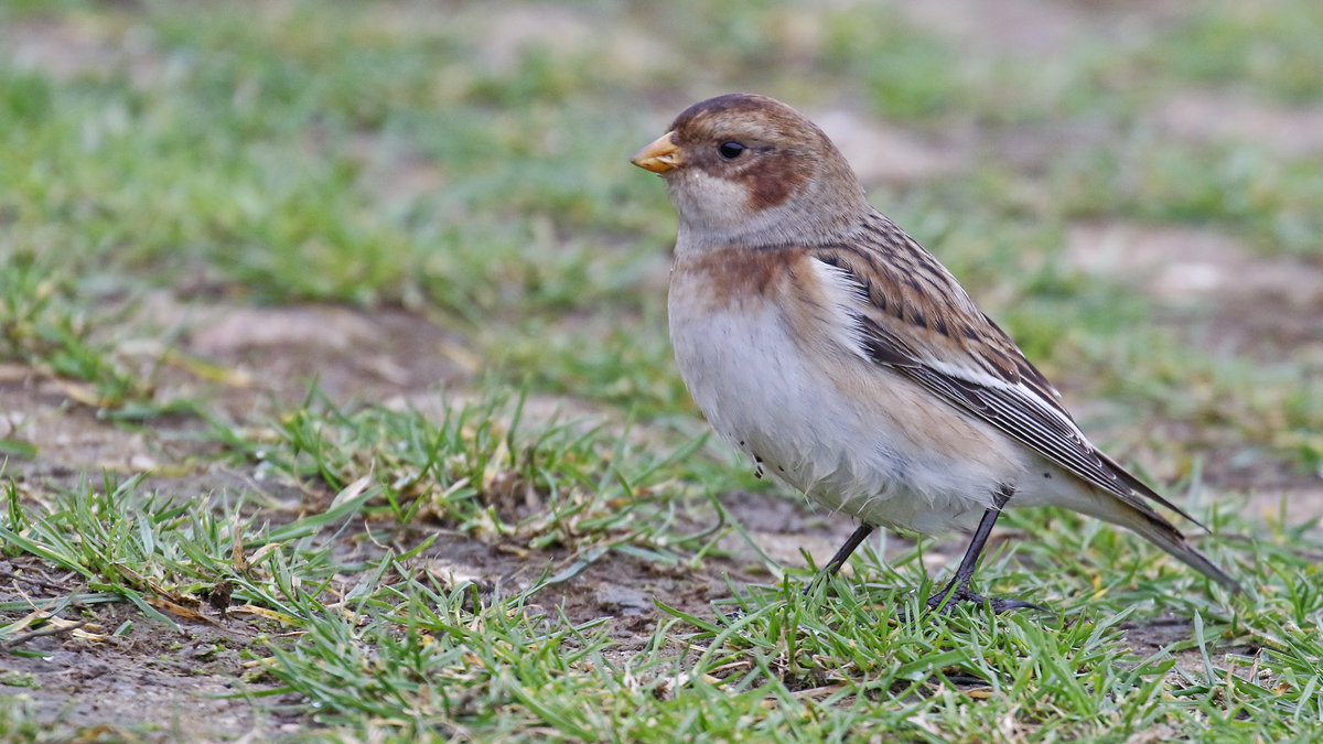 nikols_steve's tweet image. 2 of 2: Confiding female Snow Bunting on the dam wall at @RutlandWaterNR today (28/12) with @NuneatonBirder and @CentralBirder. @Rutlandbirds #LROS