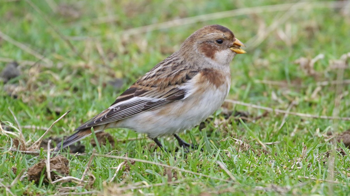 nikols_steve's tweet image. 2 of 2: Confiding female Snow Bunting on the dam wall at @RutlandWaterNR today (28/12) with @NuneatonBirder and @CentralBirder. @Rutlandbirds #LROS